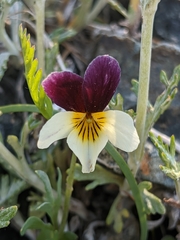 Viola hallii