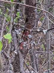 Betula papyrifera kenaica