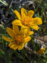 Balsamorhiza sericea