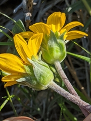 Balsamorhiza sericea