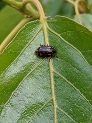 Chrysomela falsa