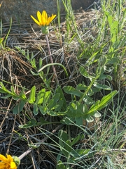 Balsamorhiza sericea