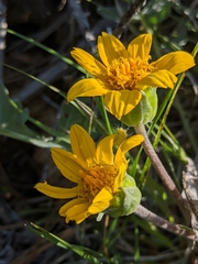 Balsamorhiza sericea
