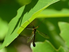 Tanyptera
