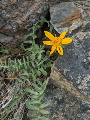 Balsamorhiza sericea