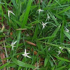 Rhynchospora nervosa