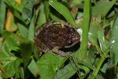 Eleutherodactylus nitidus