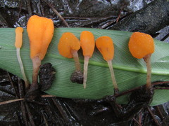 Mitrula lunulatospora