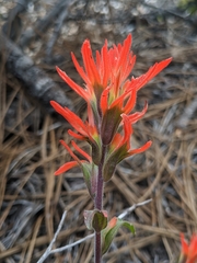 Castilleja miniata miniata