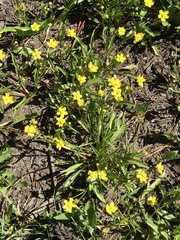 Ranunculus alismifolius