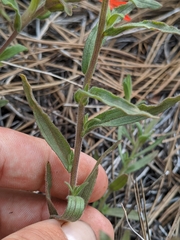 Castilleja miniata miniata