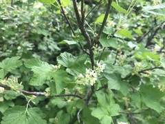 Ribes wolfii