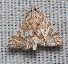 Leptosteges flavifascialis