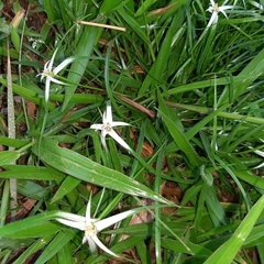 Rhynchospora nervosa