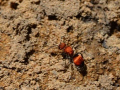 Pseudomethoca sanbornii