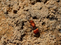 Pseudomethoca sanbornii
