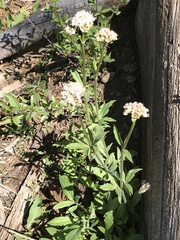 Valeriana californica