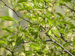 Prunus rivularis