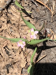 Claytonia lanceolata