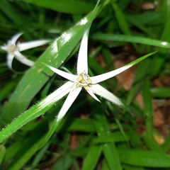 Rhynchospora nervosa