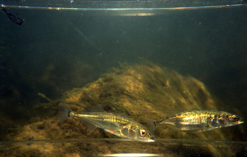 Threespine Stickleback