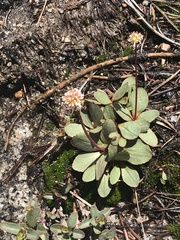 Micranthes aprica