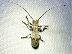 Oncideres cingulata