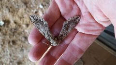 Ceratomia undulosa