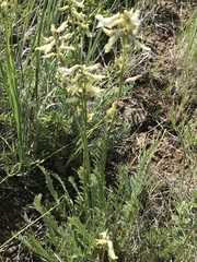 Astragalus sheldonii