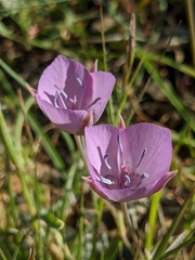Calochortus nudus