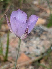 Calochortus nudus