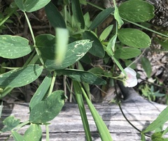 Lathyrus lanszwertii