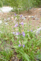 Penstemon pruinosus