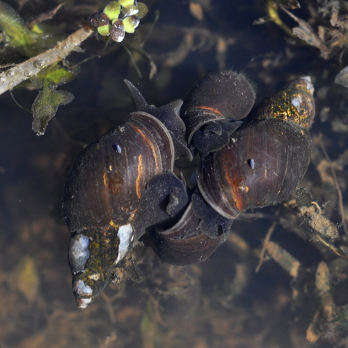 brown pondsnail