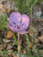 Calochortus nudus