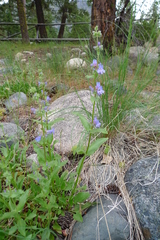 Penstemon pruinosus