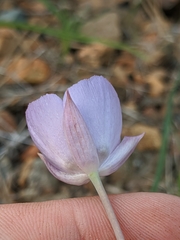 Calochortus nudus