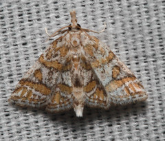 Leptosteges flavifascialis