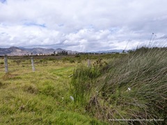 Schoenoplectus californicus