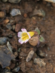 Erythranthe trinitiensis