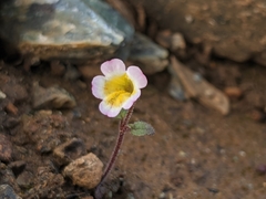 Erythranthe trinitiensis