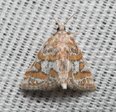 Leptosteges flavifascialis