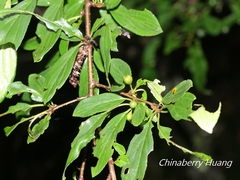 Rhamnus pilushanensis