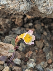 Erythranthe trinitiensis