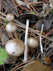 Coprinopsis pseudomarcescibilis