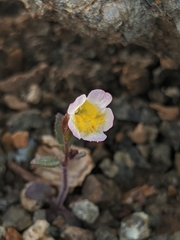 Erythranthe trinitiensis