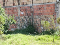 Schoenoplectus californicus