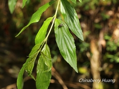 Rhamnus pilushanensis