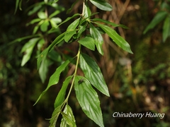 Rhamnus pilushanensis