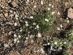 Eremogone capillaris